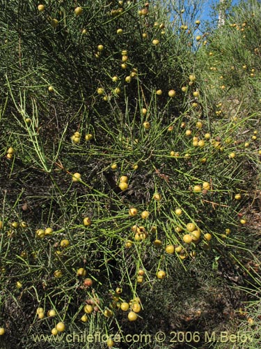 Bild von Retanilla ephedra (Frutilla del campo / Caman / Coquillo / Retamilla). Klicken Sie, um den Ausschnitt zu vergrössern.