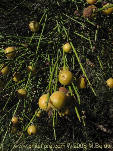 Bild von Retanilla ephedra (Frutilla del campo / Caman / Coquillo / Retamilla). Klicken Sie, um den Ausschnitt zu vergrössern.