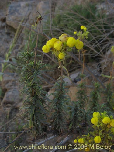 Calceolaria thyrsifloraの写真