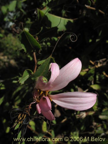 Mutisia ilicifolia的照片
