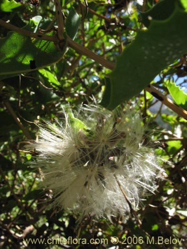 Imágen de Mutisia ilicifolia (Clavel del campo). Haga un clic para aumentar parte de imágen.