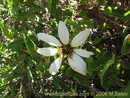 Mutisia ilicifolia的照片