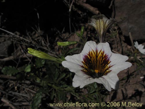 Image of Salpiglossis sinuata (). Click to enlarge parts of image.