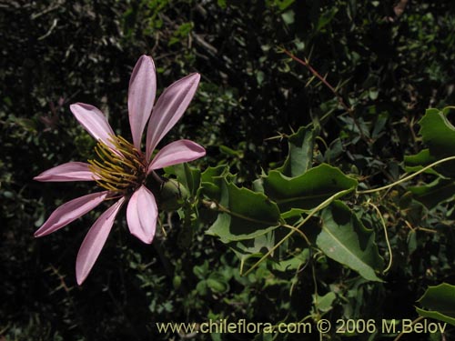 Mutisia ilicifoliaの写真