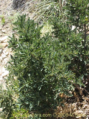 Image of Sophora macrocarpa (Mayo). Click to enlarge parts of image.