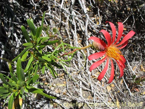 Image of Mutisia subulata (Flor de la granada / Clavel del campo). Click to enlarge parts of image.