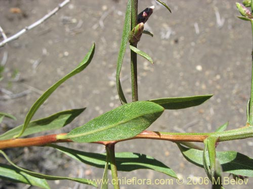 Imágen de Proustia cuneifolia (Huañil). Haga un clic para aumentar parte de imágen.