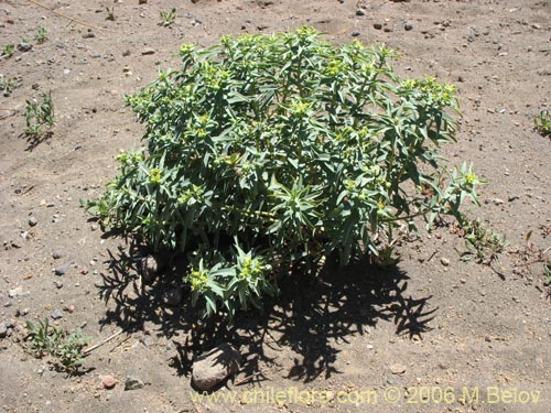 Фотография Euphorbia portulacoides (Pichoa grande). Щелкните, чтобы увеличить вырез.