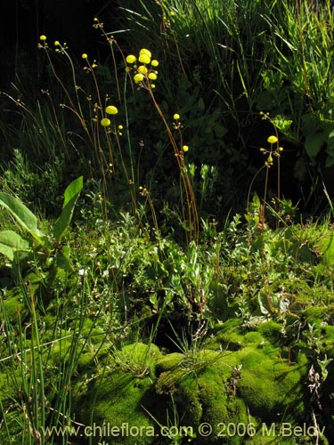 Image of Calceolaria filicaulis ssp. filicaulis (Capachito de las vegas / Arguenita). Click to enlarge parts of image.
