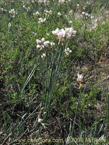 Image of Sisyrinchium junceum ssp. junceum (Huilmo rosado). Click to enlarge parts of image.