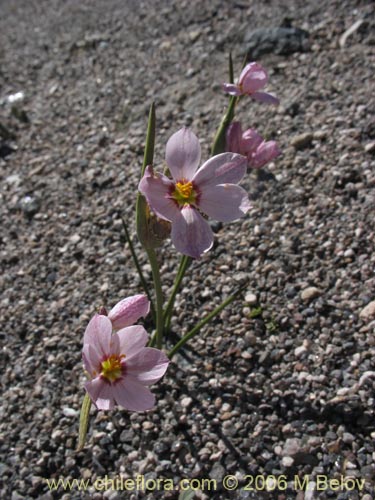 Image of Sisyrinchium junceum ssp. colchaguense (Huilmo rosado). Click to enlarge parts of image.