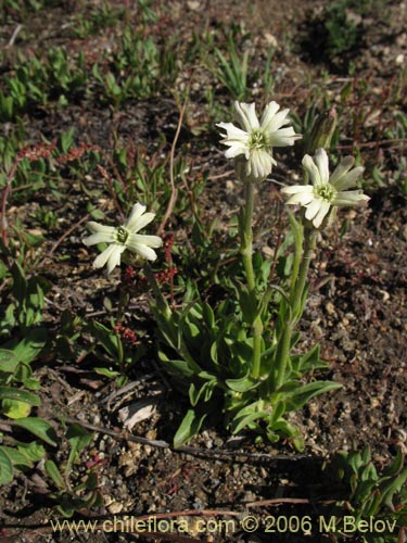 Image of Silene chilensis (). Click to enlarge parts of image.