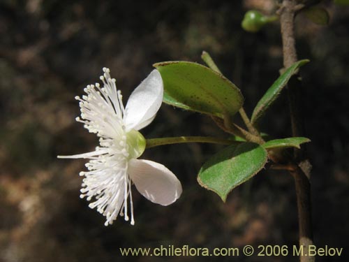 Luma apiculataの写真