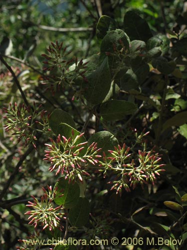 Image of Proustia pyrifolia (Tola blanca). Click to enlarge parts of image.