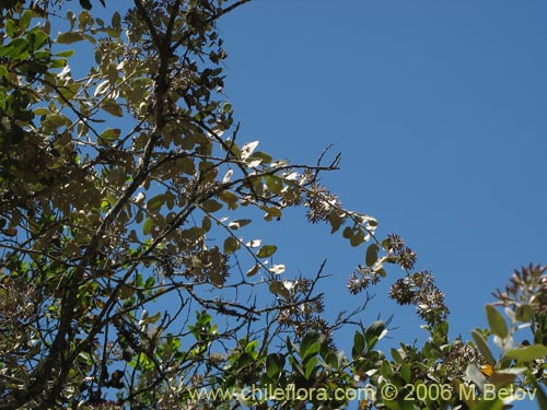 Imágen de Proustia pyrifolia (Tola blanca). Haga un clic para aumentar parte de imágen.
