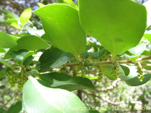 Image of Azara integrifolia (Corcolén). Click to enlarge parts of image.