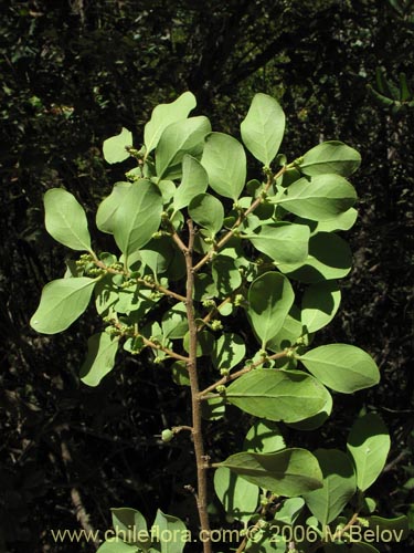 Image of Azara integrifolia (Corcolén). Click to enlarge parts of image.