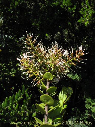 Imágen de Notanthera heterophylla (Quintral del boldo / peumo / laurel). Haga un clic para aumentar parte de imágen.