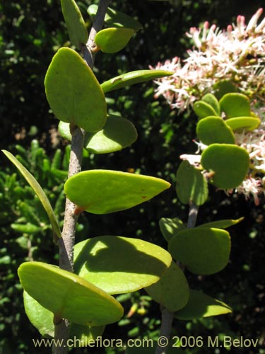 Bild von Notanthera heterophylla (Quintral del boldo / peumo / laurel). Klicken Sie, um den Ausschnitt zu vergrössern.