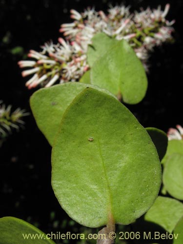 Notanthera heterophylla的照片