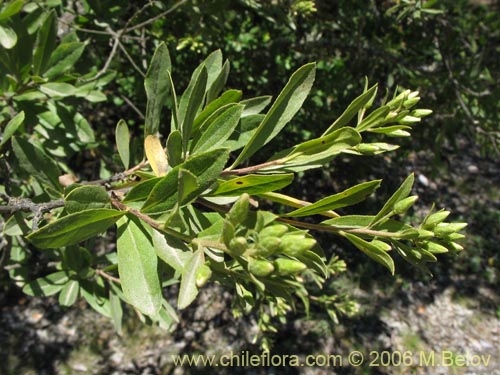 Image of Gochnatia foliolosa (Mira-mira). Click to enlarge parts of image.