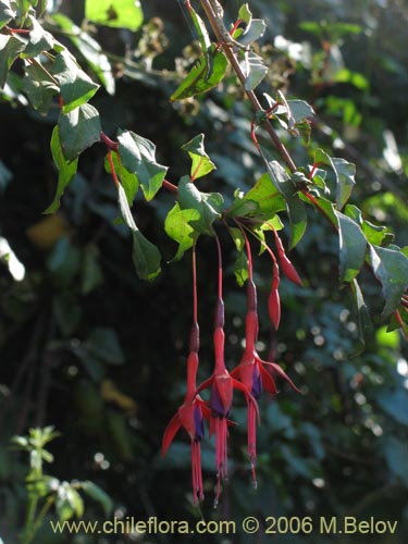 Imágen de Fuchsia magellanica (Chilco / Chilca / Palo blanco). Haga un clic para aumentar parte de imágen.