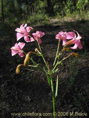 Фотография Alstroemeria revoluta (Alstroemeria). Щелкните, чтобы увеличить вырез.