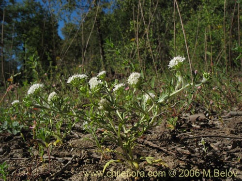 Image of Unidentified Plant sp. #2296 (). Click to enlarge parts of image.