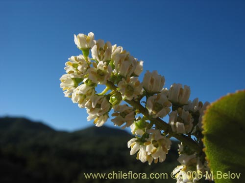 Bild von Escallonia pulverulenta (Madroño / Corontillo / Siete camisas). Klicken Sie, um den Ausschnitt zu vergrössern.