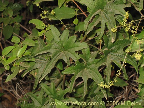 Image of Dioscorea brachybotrya (Papa cimarrona / Jaboncillo). Click to enlarge parts of image.