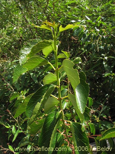 Image of Aristotelia chilensis (Maqui). Click to enlarge parts of image.