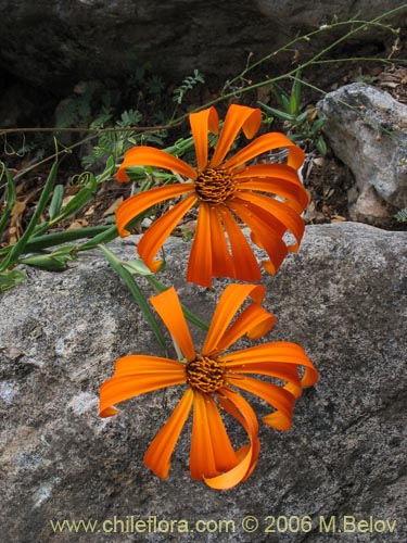 Фотография Mutisia decurrens (Clavel del campo anaranjado). Щелкните, чтобы увеличить вырез.