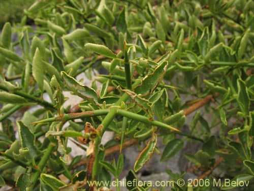Imágen de Discaria serratifolia (Chacay). Haga un clic para aumentar parte de imágen.