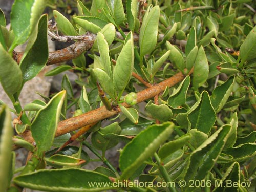 Image of Discaria serratifolia (Chacay). Click to enlarge parts of image.