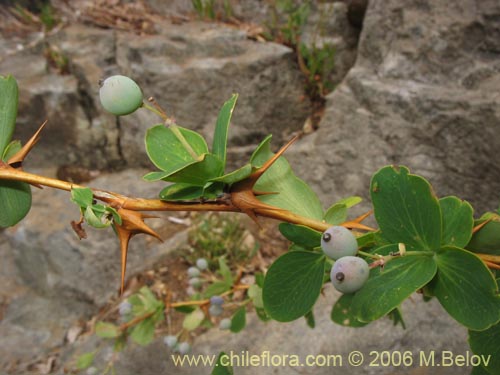 Imágen de Berberis rotundifolia (Michay / Calafate). Haga un clic para aumentar parte de imágen.