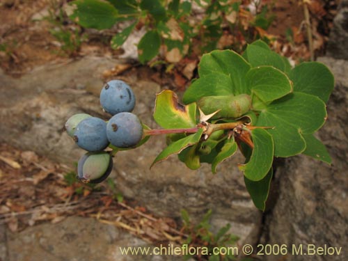 Bild von Berberis rotundifolia (Michay / Calafate). Klicken Sie, um den Ausschnitt zu vergrössern.