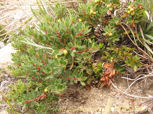 Image of Gaultheria pumila (Chaura). Click to enlarge parts of image.