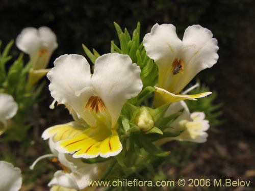 Imágen de Euphrasia flavicans (eufrasia blanca). Haga un clic para aumentar parte de imágen.