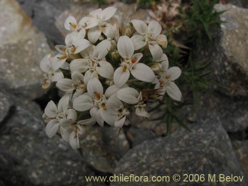 Фотография Nassauvia aculeata (Hierba de la culebra). Щелкните, чтобы увеличить вырез.