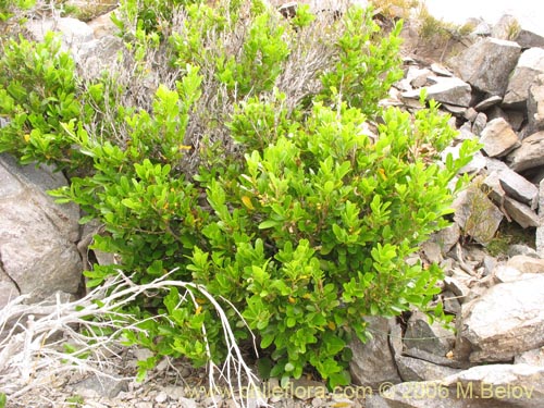 Image of Azara alpina (Lilén de la cordillera). Click to enlarge parts of image.