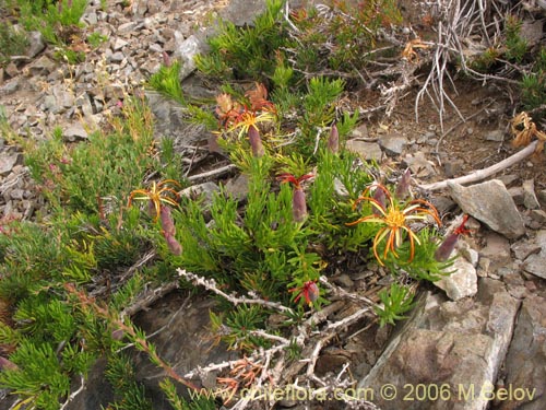 Фотография Mutisia linearifolia (Clavel del campo). Щелкните, чтобы увеличить вырез.