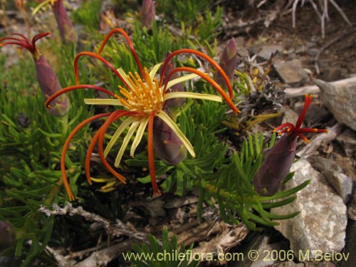 Mutisia linearifoliaの写真