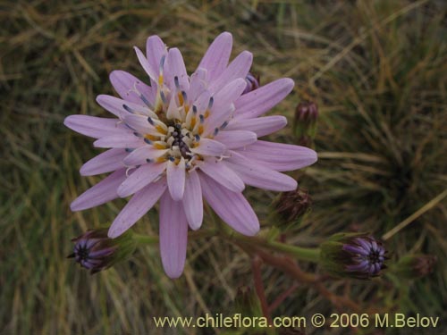 Bild von Leucheria lithospermifolia (Leucheria). Klicken Sie, um den Ausschnitt zu vergrössern.