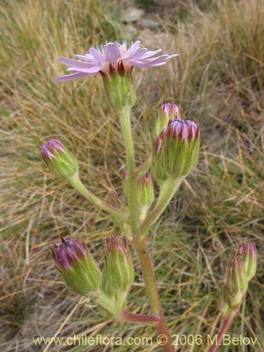 Фотография Leucheria lithospermifolia (Leucheria). Щелкните, чтобы увеличить вырез.