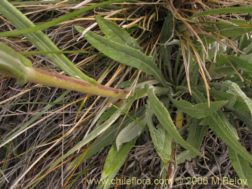 Фотография Leucheria lithospermifolia (Leucheria). Щелкните, чтобы увеличить вырез.