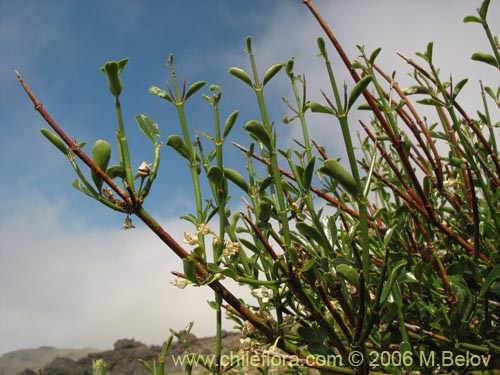 Discaria articulata의 사진