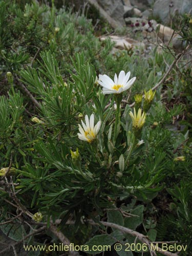 Imágen de Chiliotrichum rosmarinifolium (Romerillo). Haga un clic para aumentar parte de imágen.