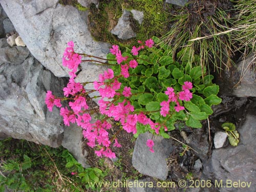 Image of Ourisia alpina (Ourisia rosada). Click to enlarge parts of image.