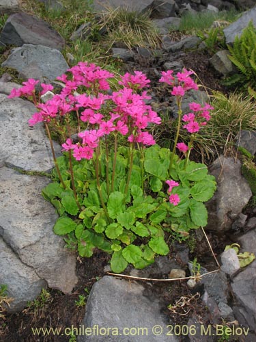 Imágen de Ourisia alpina (Ourisia rosada). Haga un clic para aumentar parte de imágen.