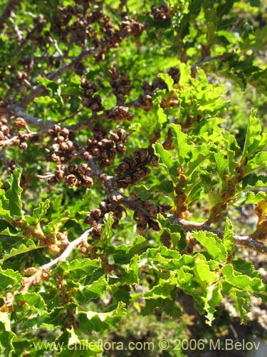 Image of Nothofagus antarctica (irre). Click to enlarge parts of image.